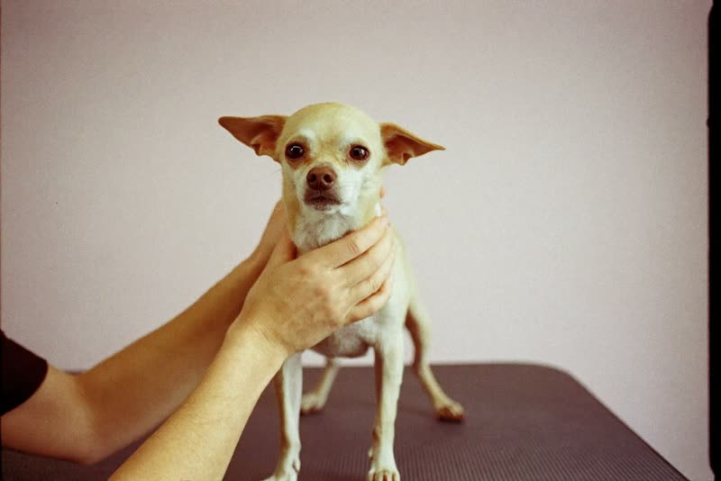 A small dog standing calmly on a grooming table, steadied by hands