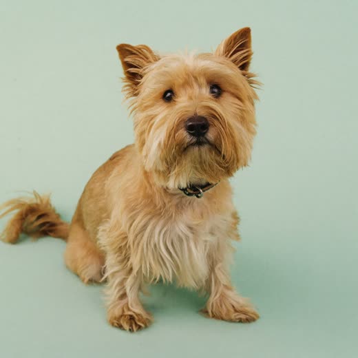 A small freshly bathed and blow-dried dog with a clean lifted coat